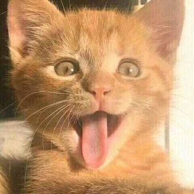 kucingowrenn's profile picture. 