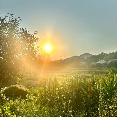 assau66y's profile picture. 両親と一緒に庭を整理し、太陽の光が隅々に降り注ぎます。私たちは雑草を取り除き、土を耕し、笑い声の中で希望の種を蒔きました。緑の葉の野菜が少しずつ成長するのを見て、心は期待と温かさで満たされ、生活がより素晴らしくなりました。！🍅🥬🌽🌶️🥦🥔🥕🫘🥜🥑🍄