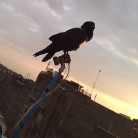 Peaceful Man βοΈπ¨ (@kamahjoh96) 's Twitter Profile Photo Peaceful Man βοΈπ¨ (@kamahjoh96) 's Twitter Profile Photo