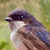 Common House Martin (@com_housemartin) Twitter profile photo Common House Martin (@com_housemartin) Twitter profile photo