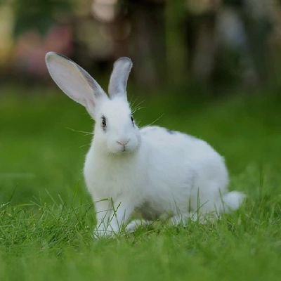 siphonelsonz1's profile picture. nature's baby and alians friend an explorer, businessman