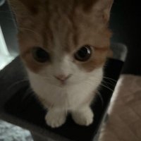 : (@slljw) 's Twitter Profile