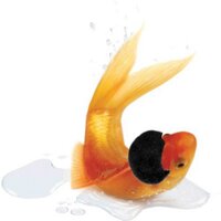 Matt Swann (@bigfishafro) 's Twitter Profile