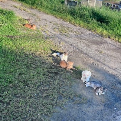 nano_bazii28's profile picture. やる気と元気は優希から