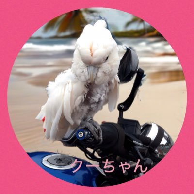 ᰔ ᩚわんちゃん 鳥さん かめちゃんᶫᵒᵛᵉ 動物との暮らしが私の宝物✨音楽も生活のいちぶ♪アッ、pinkZRX🏍もね♪ acid black Cherry🍒 https://t.co/II2NUwLL5S ☆ヒョウモンリクガメ25年も孵化してます☆#とんぶり 初出店決定⭐︎