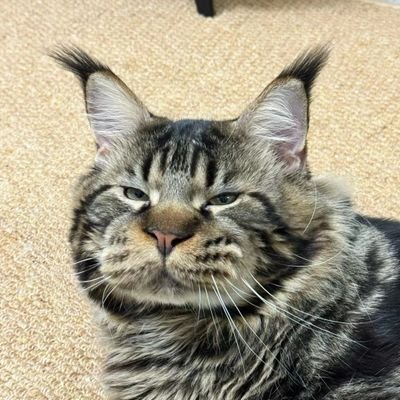 Simon_Sleeeep's profile picture. Un gato soñoliento