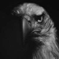 SLH (@salvadorsalii) Twitter profile photo