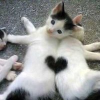 Jennifer (@teddy_cat1) 's Twitter Profile