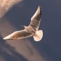Yansıma (@yansma_w2024) 's Twitter Profile Photo Yansıma (@yansma_w2024) 's Twitter Profile Photo
