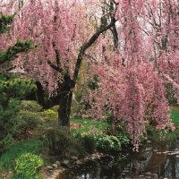 Cherry Blossom Tree (@cherryblostree) 's Twitter Profile