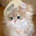 DFM miya (@nyancakew) Twitter profile photo DFM miya (@nyancakew) Twitter profile photo