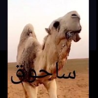 ساحوق (@one__linee) 's Twitter Profile