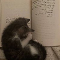 W (@5wpll) 's Twitter Profile