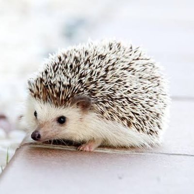 ⚾️🦔さんのプロフィール画像