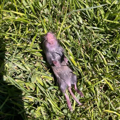 ikeervaldes's profile picture. 