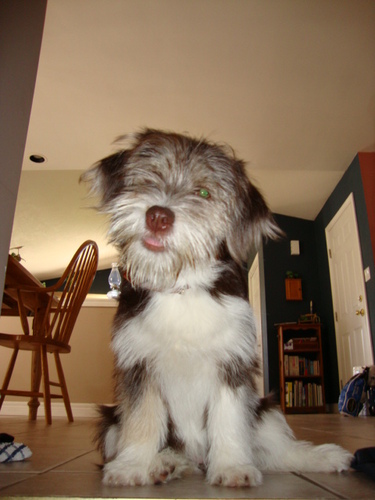 RonStupidCute's profile picture. I am a dog and I am stupid cute.  I specialize in Dawg Tweets!  Please feel free to immerse yourself in my cuteness...its free!