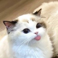 meow 😽 (@bittermacarons) 's Twitter Profile Photo meow 😽 (@bittermacarons) 's Twitter Profile Photo