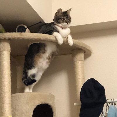 11231123nnn's profile picture. 