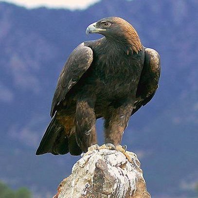 GG_PP8's profile picture. 