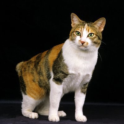 私は猫のハナが大好きです。人間と同じように私を幸せにしてくれるからです。私の猫の一番好きなところは、ユーモアのセンスがあり、危険が迫っているときに気づくことです。だから猫のハナが私のそばに来るといつも幸せになります。