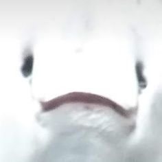 フォローしただけでブロックされちゃうかわいそうな人。だったら鍵アカはブロックするって書いておいてよ。ただただウザいだけのアカウント。NO community group chat. My one-sided boring talk will be deleted on the spot.