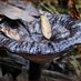 Wild Black Ganoderma lucidum (@mileycovato) Twitter profile photo Wild Black Ganoderma lucidum (@mileycovato) Twitter profile photo