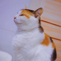 Kin (@kingao476942) 's Twitter Profile