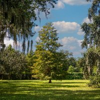 Tree Canopy NOLA (@treecanopynola) 's Twitter Profile