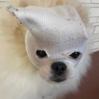 탐탐부 (@dandan_buuuu) 's Twitter Profile