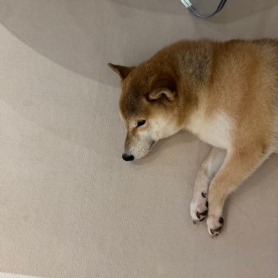 xjc288888's profile picture. 广州