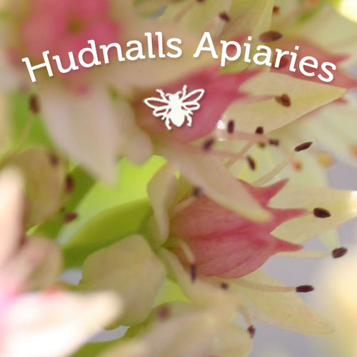 Hudnallshoney's profile picture. Handmade British propolis, honey, soap, candles and bee products from Gloucestershire, Herefordshire and the Welsh Marches