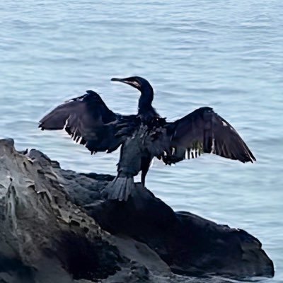 Gotchi0001's profile picture. Flutterエンジニア/個人開発