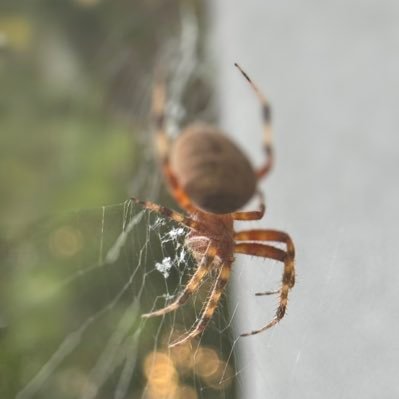 etnoveb's profile picture. 