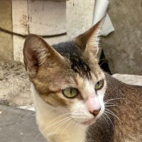 たろす (@trstrstrstrsn) 's Twitter Profile