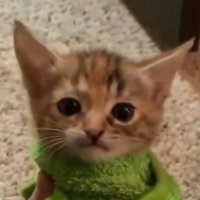 LEMURO-辣条 (@lemuto2) 's Twitter Profile