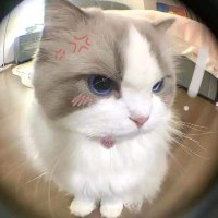 leeofiee__ (@leofinjun) 's Twitter Profile