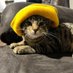 rocket (@therocketkitty) Twitter profile photo rocket (@therocketkitty) Twitter profile photo
