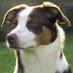 🕺AMY´S NOSE 🐕 (@amy_words) Twitter profile photo 🕺AMY´S NOSE 🐕 (@amy_words) Twitter profile photo