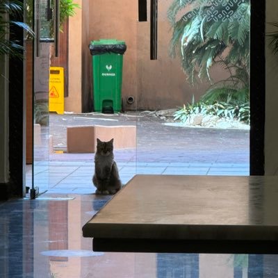 shahdalmuamen's profile picture. 