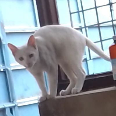 sduhan36's profile picture. https://t.co/LtiOv8UO5m