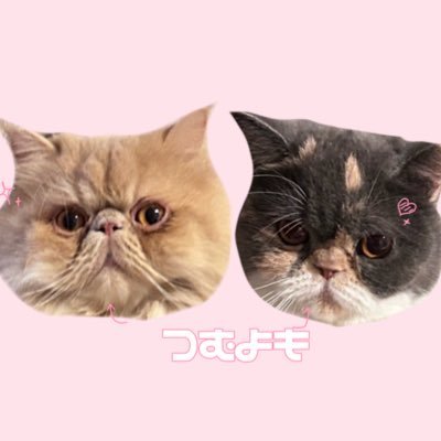tsumuyomo's profile picture. つむぎ(茶) ・よもぎ(三毛)🐱/エキゾ