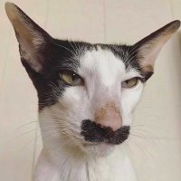 Frenchie (@cheapestwine69) 's Twitter Profile