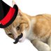 Luke (@real_simplycat) Twitter profile photo Luke (@real_simplycat) Twitter profile photo