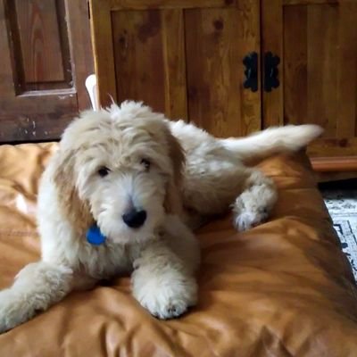 Roa_tatata's profile picture. コバンザメ可愛くない！？