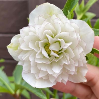 @cKrLo8JRjJ62977