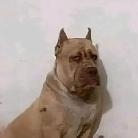 nenehopiDICKci's profile picture. 