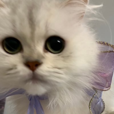 sweetcat5656's profile picture. 