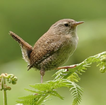 love wildlife, being outdoors for relaxing walks usually with a camera. Oh and am partial to a coffee and scone