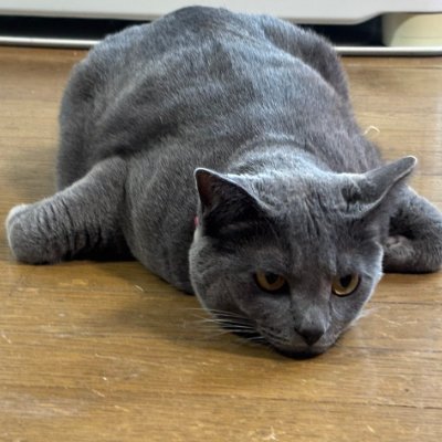 S6fQIaEXdKVEABM's profile picture. 愚痴
むしろ愚痴
かなり愚痴