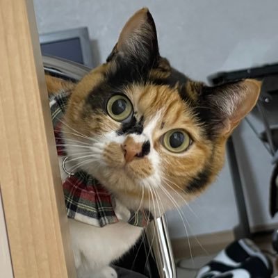 nyrurunya's profile picture. 三国志大戦m用アカウント♪28鯖ニャル😭三国志大戦Mやってます。 三国志転生大陸35サーバー